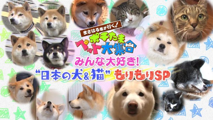 まさはる君が行く！ポチたまペット大集合　みんな大好き！“日本の犬＆猫”もりもりＳＰ | ＢＳテレ東【ポチたま公式】