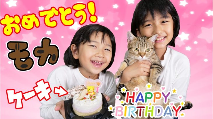 猫用ケーキでハッピーバースディ☆モカちゃん1歳の誕生日パーティ♡himawari-CH