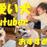 【可愛い犬Youtuberランキング】おすすめ５選！
