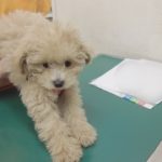 トイプードルの子犬が初めての動物病院で予想外すぎる反応をしました…w