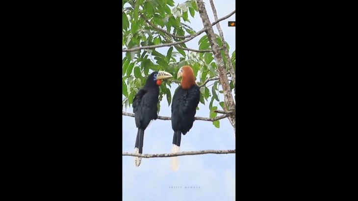 Gorgeously and beautifully rufous necked hornbill set on the tree