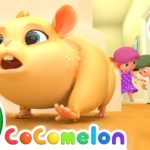 Lost Hamster Song + More Nursery Rhymes & Kids Songs – CoComelon