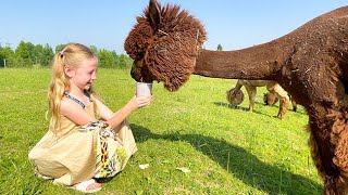 Nastya studies who alpacas are and takes care of animals
