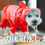 【犬と赤ちゃんの日常#2】レインコート着てお散歩行ったら冠水して大慌て/雨の日の過ごし方