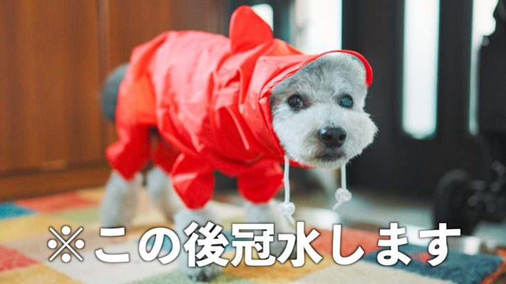 【犬と赤ちゃんの日常#2】レインコート着てお散歩行ったら冠水して大慌て/雨の日の過ごし方